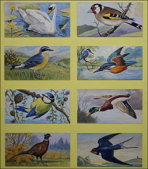The Many Birds of Britain (Original) by Birds at The Illustration Art Gallery