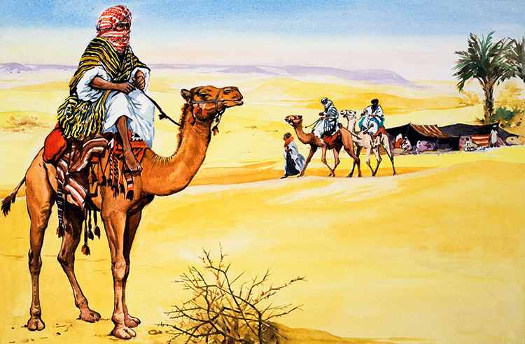 The Camel - Ship of the Desert (Original) by Animals at The Illustration Art Gallery