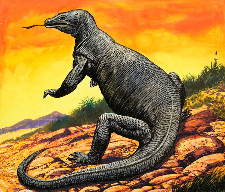Komodo Dragon (Original) by Animals at The Illustration Art Gallery