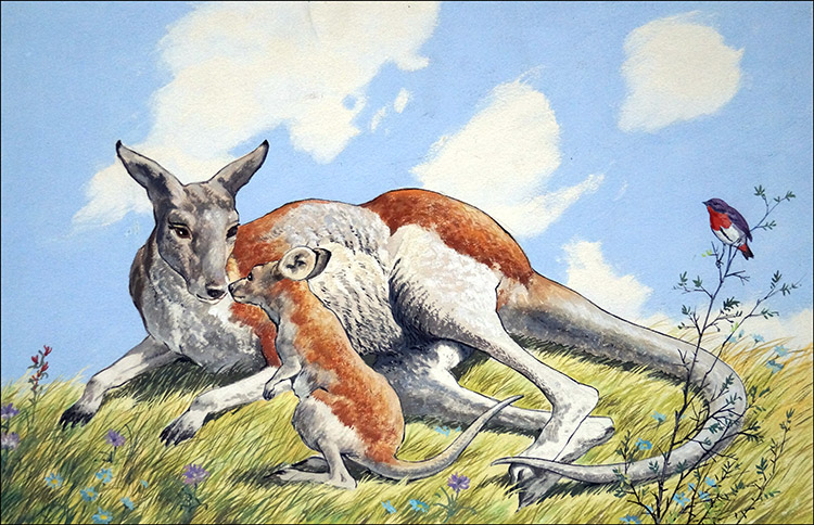 Kangaroo and Baby (Original) by Animals at The Illustration Art Gallery
