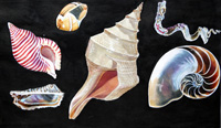 All Sorts of Sea Shells B (Original)