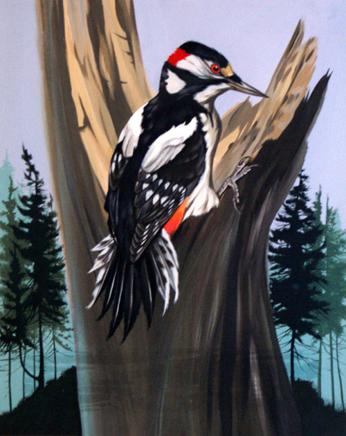 A Great Spotted Woodpecker (Original) by Birds at The Illustration Art Gallery