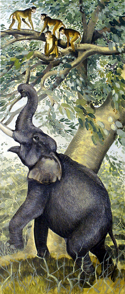African Elephant (Original) art by G W Backhouse Art at The Illustration Art Gallery