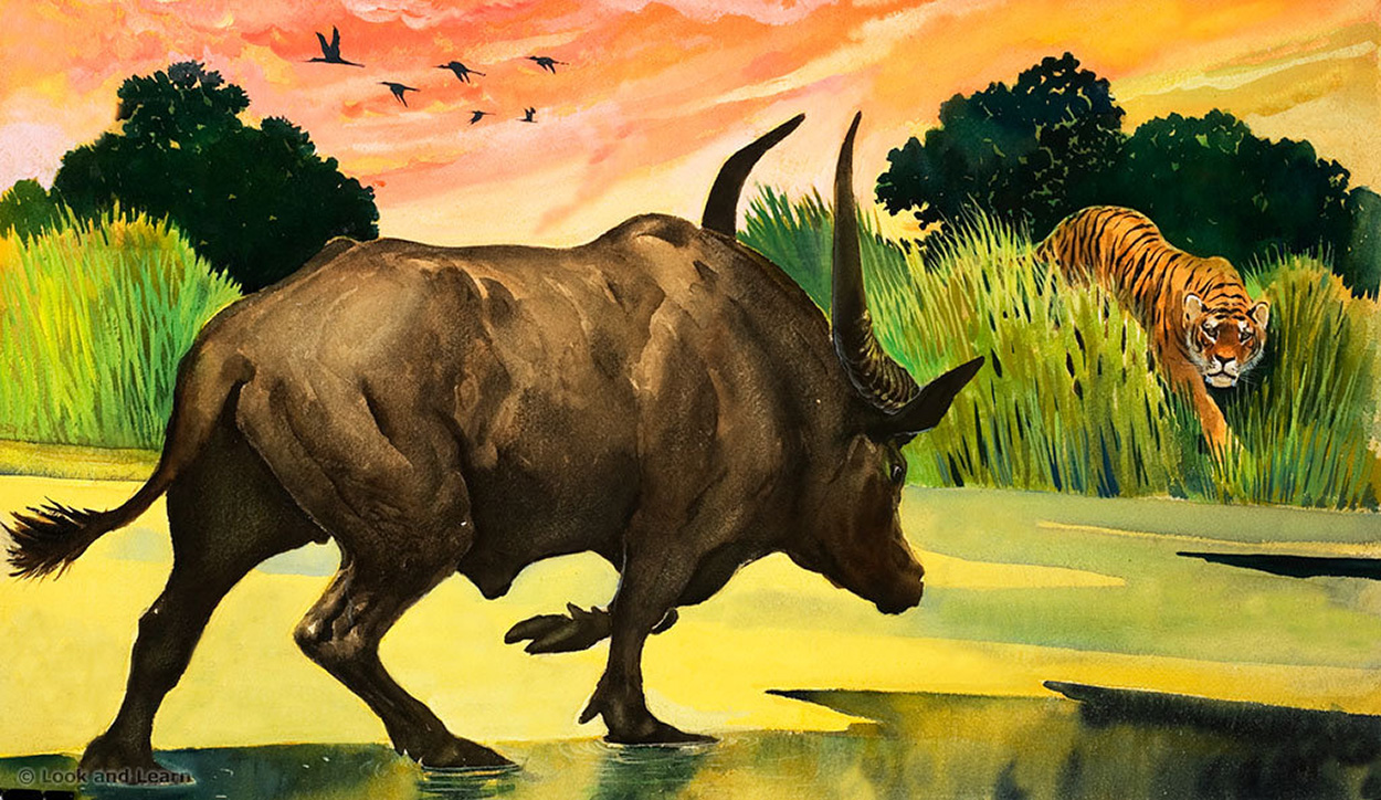 Water Buffalo meets Tiger: Wonders of Nature (Original) art by G W Backhouse Art at The Illustration Art Gallery