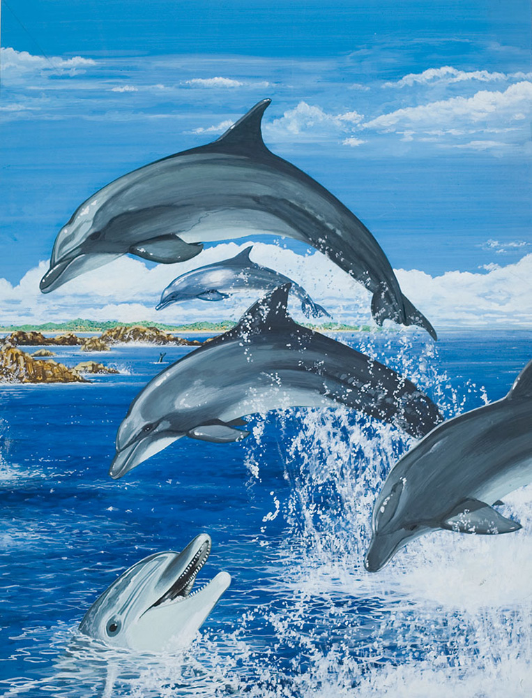 Bottle Nosed Dolphin (Original) art by Janet Blakeley Art at The Illustration Art Gallery