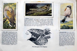 Complete Set of 50 Wild Birds in Britain Cigarette Cards in album (1978)