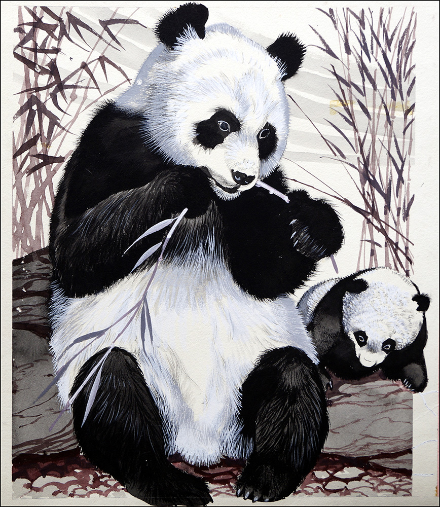 Panda Mother and Cub (Original) art by Reginald B Davis at The Illustration Art Gallery