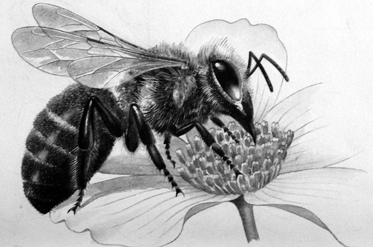 Honey Bee Taking Nectar (Original) by Reginald B Davis at The Illustration Art Gallery