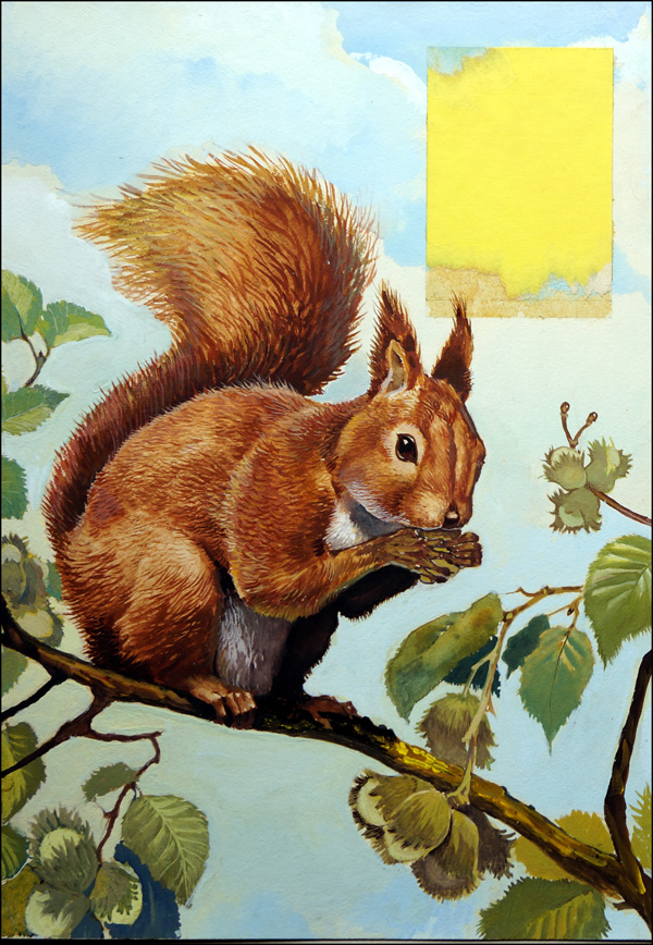 Hungry Red Squirrel (Original) by Reginald B Davis at The Illustration Art Gallery