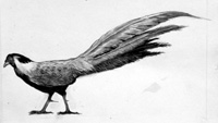 The Silver Pheasant (Original)
