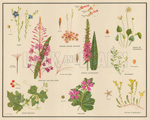 Miscellaneous Plant Families (Original Macmillan Poster) (Print)