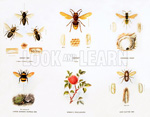 Stages in life history of bees and wasps (Original Macmillan Poster) (Print)