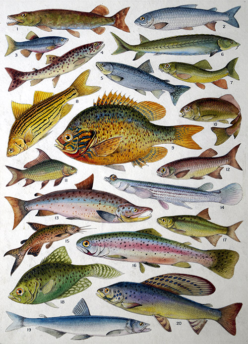 Fresh Water Fishes of the Empire - Canada (Original) by James Green Art at The Illustration Art Gallery
