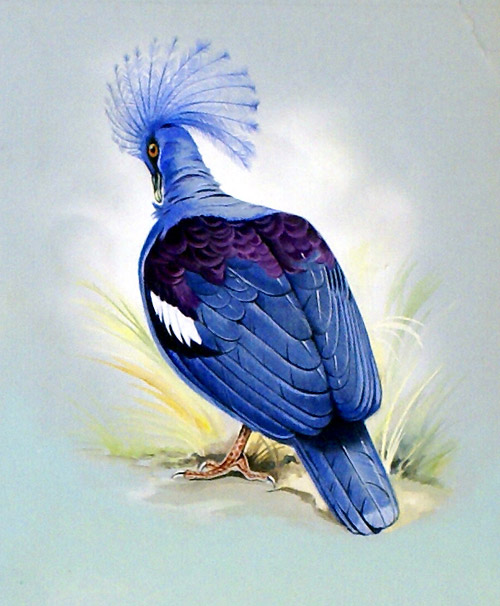 Blue Crowned Pigeon (New Guinea) (Original) by Bert Illoss Art at The Illustration Art Gallery
