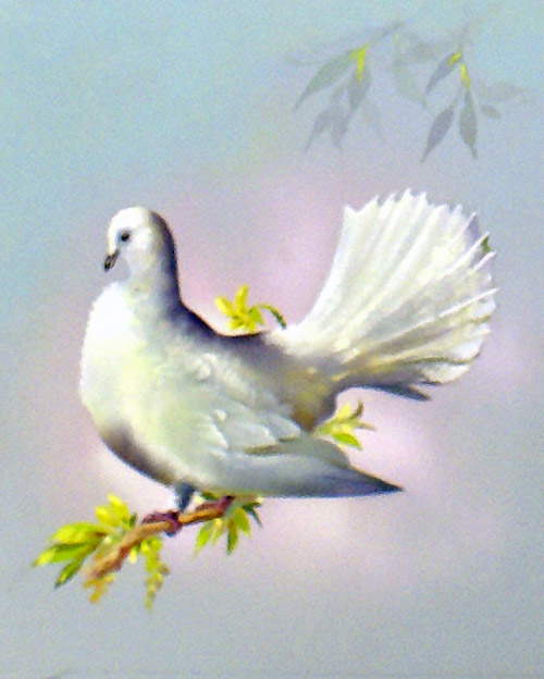 Fantail Dove (Great Britain) (Original) by Bert Illoss Art at The Illustration Art Gallery