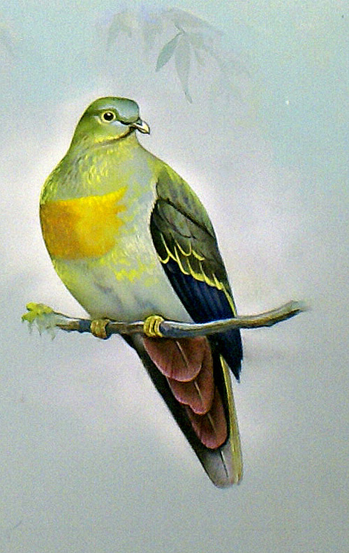 Large Green Pigeon (Malay Peninsula) (Original) by Bert Illoss Art at The Illustration Art Gallery