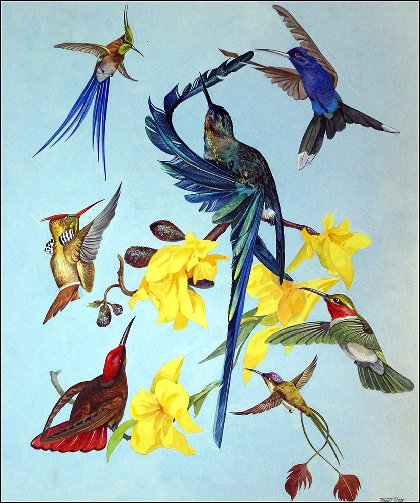 All Sorts of Humming Birds (Original) (Signed) art by Bert Illoss Art at The Illustration Art Gallery