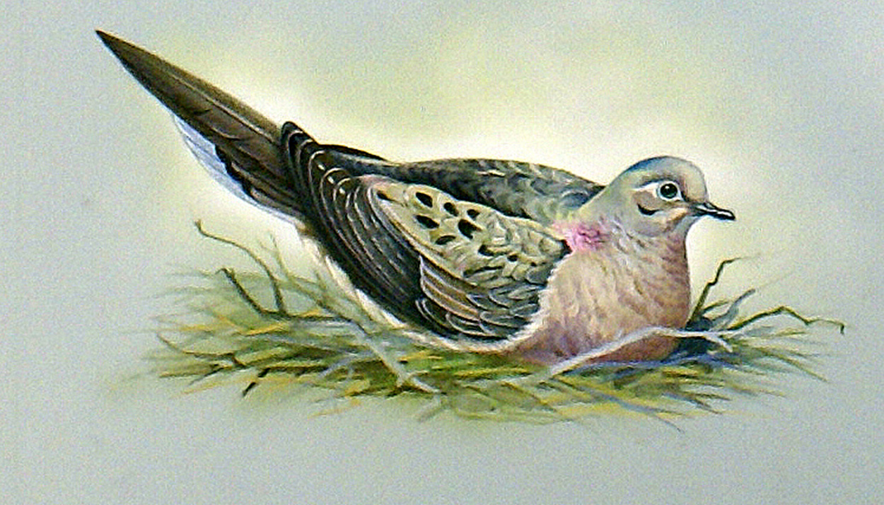 Mourning Dove (North America) (Original) art by Bert Illoss Art at The Illustration Art Gallery