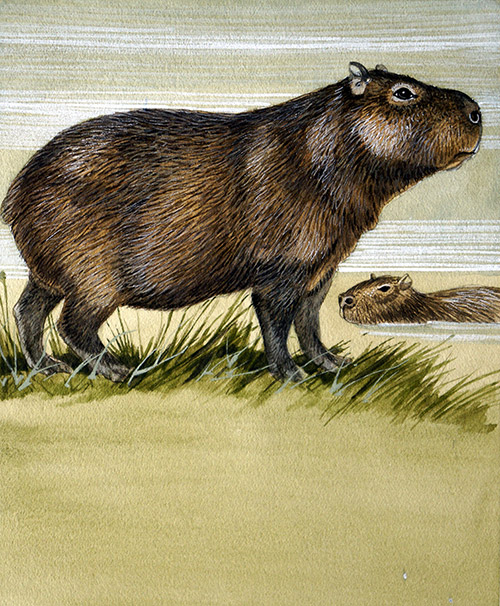 Capybara (Original) by Kenneth Lilly Art at The Illustration Art Gallery