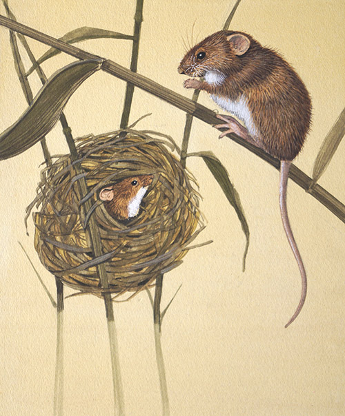 Harvest Mice (Original) by Kenneth Lilly Art at The Illustration Art Gallery