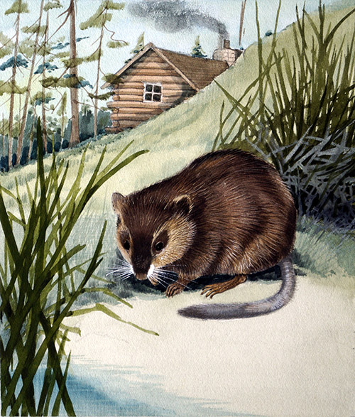 Musk-Rat (Original) by Kenneth Lilly Art at The Illustration Art Gallery