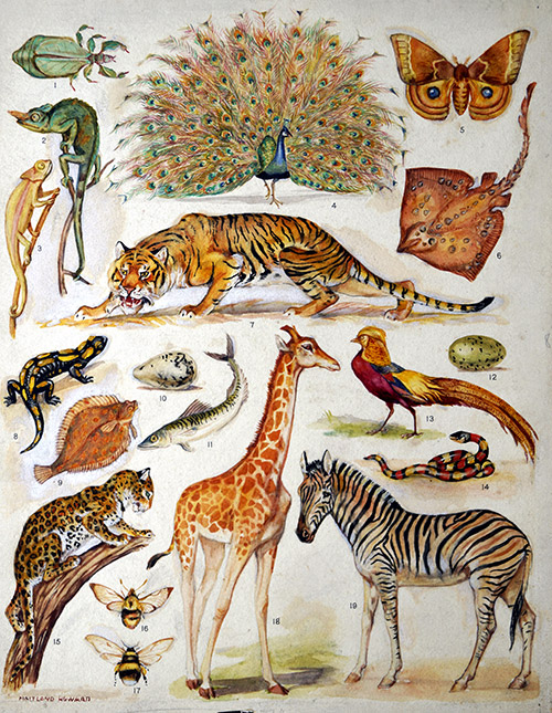 Coloration of Animals (Original) (Signed) by Margaret Maitland Howard Art at The Illustration Art Gallery