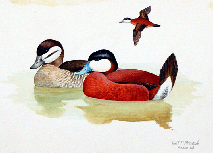 Ruddy Duck (Original) (Signed) by Ian McIntosh Art at The Illustration Art Gallery