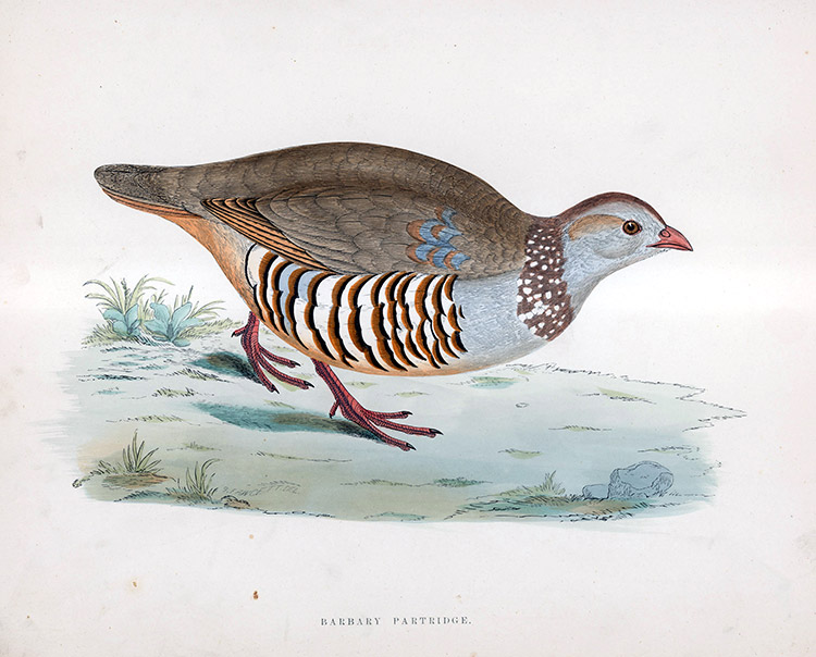 Barbary Partridge - hand coloured lithograph 1891 (Print) by Beverley R Morris Art at The Illustration Art Gallery