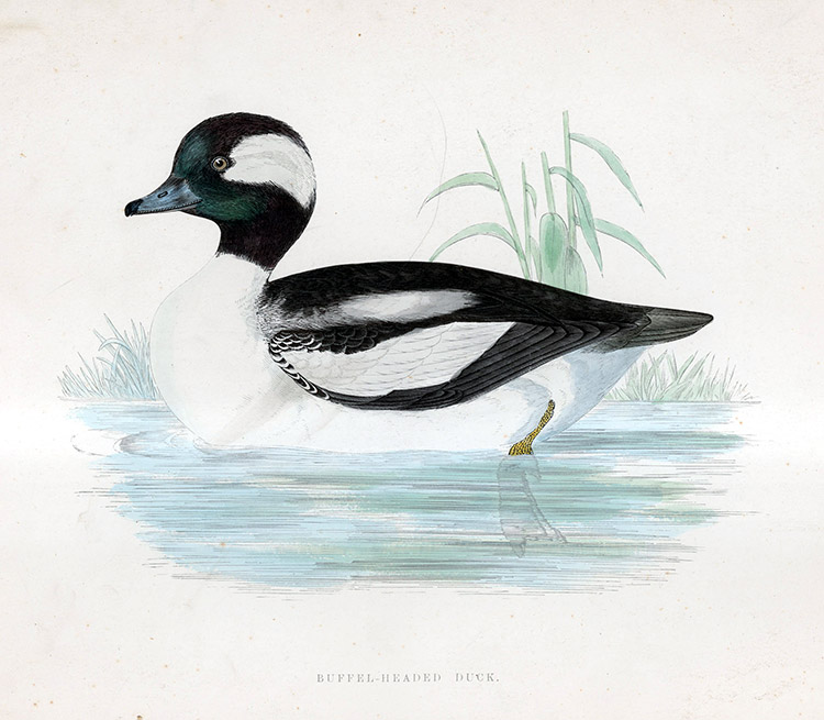 Buffel Headed Duck - hand coloured lithograph 1891 (Print) by Beverley R Morris Art at The Illustration Art Gallery