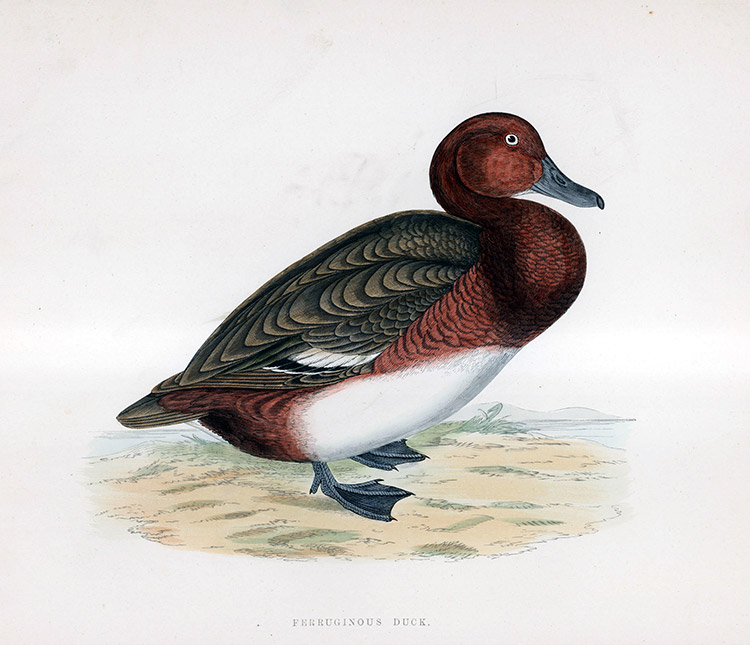 Ferruginos Duck - hand coloured lithograph 1891 (Print) by Beverley R Morris Art at The Illustration Art Gallery
