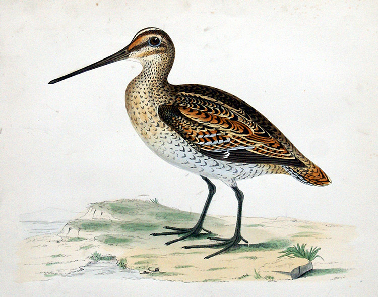 Great Snipe - hand coloured lithograph 1891 (Print) by Beverley R Morris Art at The Illustration Art Gallery