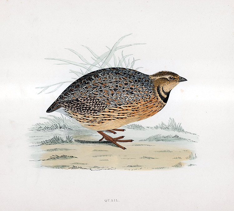 Quail - hand coloured lithograph 1891 (Print) by Beverley R Morris Art at The Illustration Art Gallery
