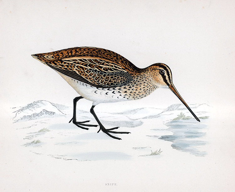Snipe - hand coloured lithograph 1891 (Print) by Beverley R Morris Art at The Illustration Art Gallery