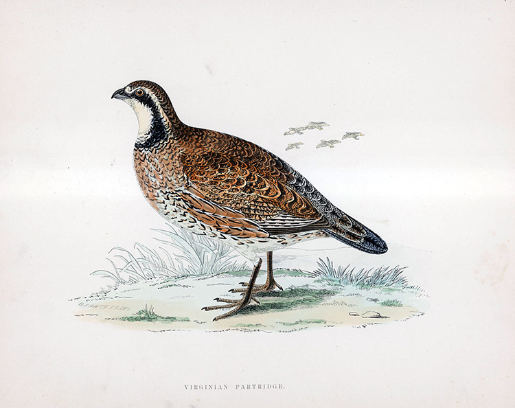 Virginian Partridge - hand coloured lithograph 1891 (Print) by Beverley R Morris Art at The Illustration Art Gallery