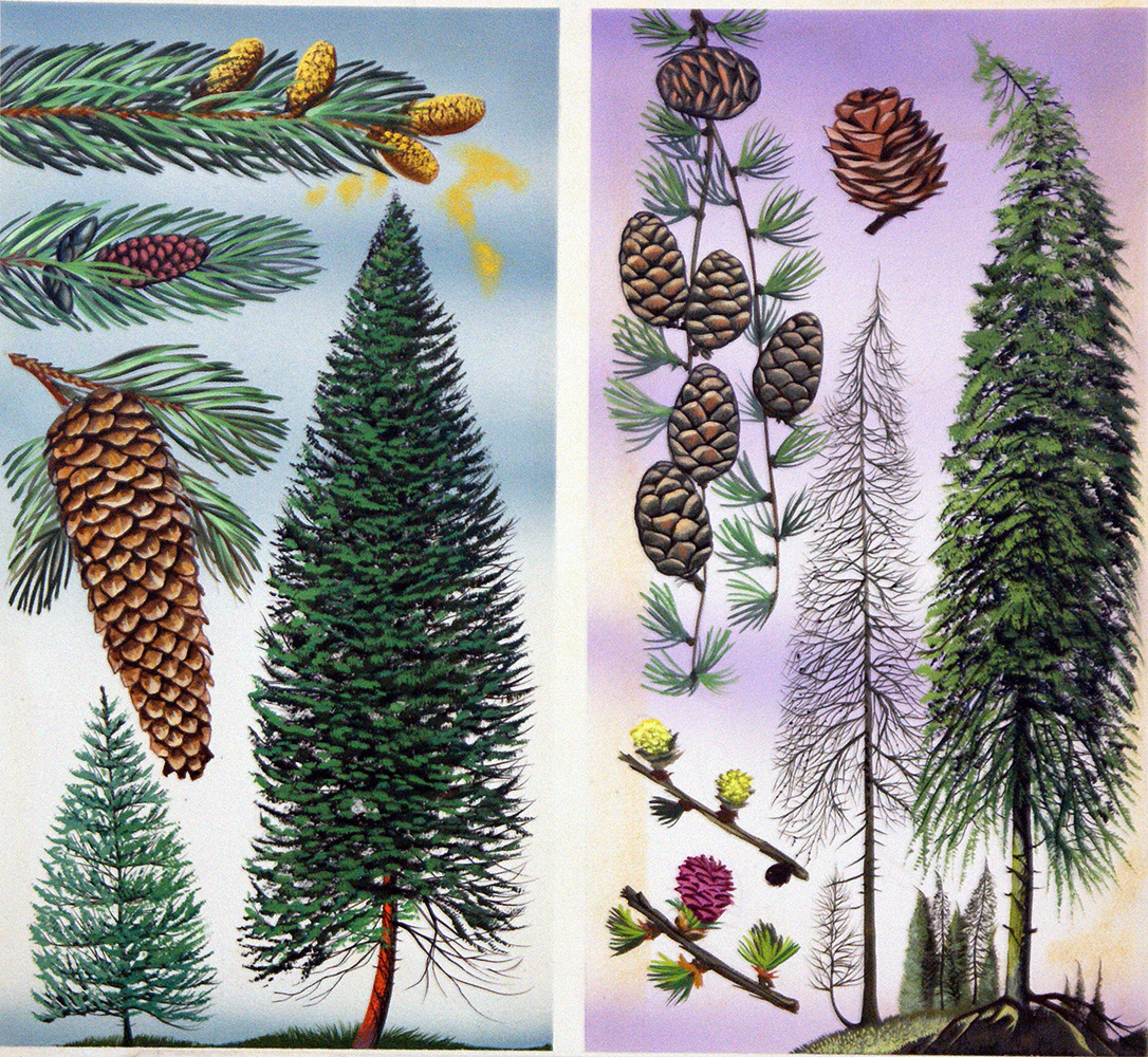 Douglas Fir and Scots Pine (Original) art by David Pratt Art at The Illustration Art Gallery
