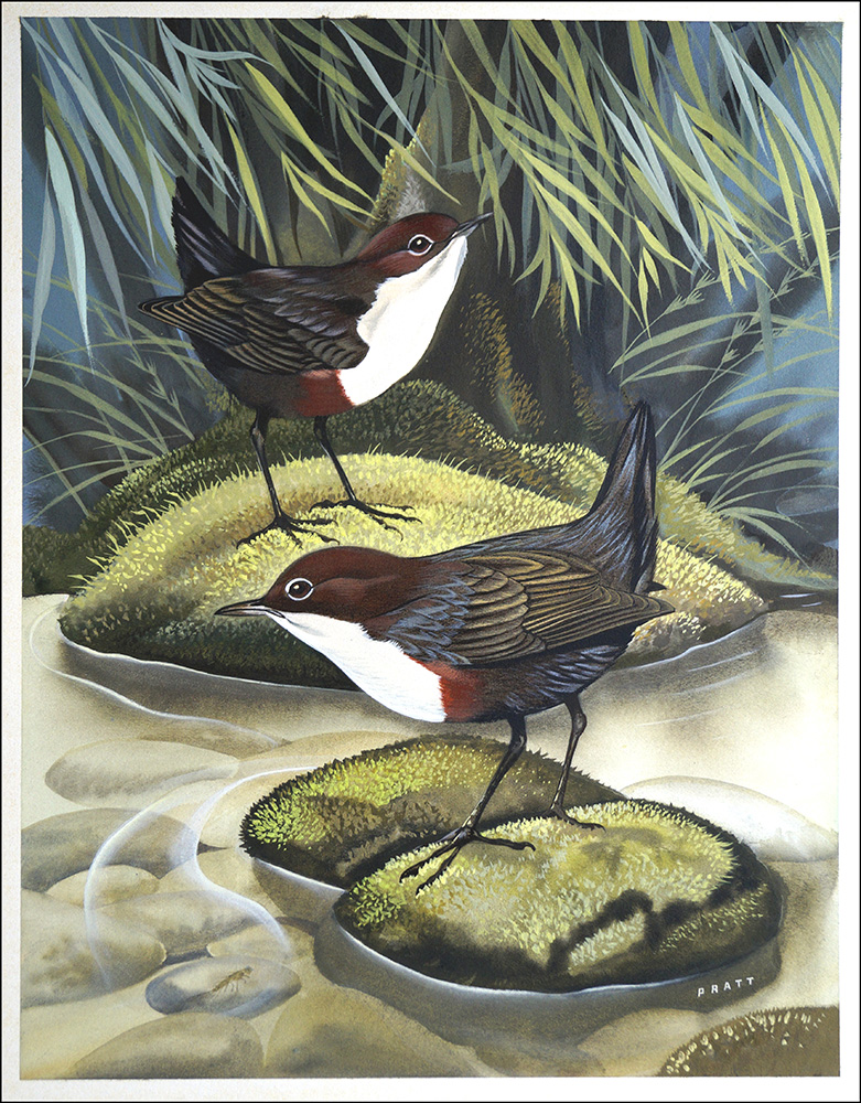 The Dipper, also known as the Water Ousel (Original) (Signed) art by David Pratt Art at The Illustration Art Gallery