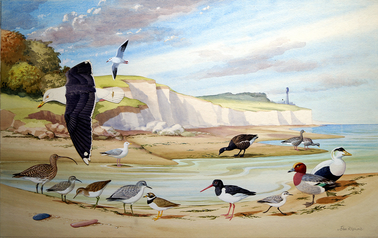 Birds to spot on the Sea Shore (Original) (Signed) art by John Rignall Art at The Illustration Art Gallery