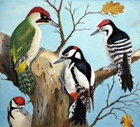 Four Woodpeckers (Original)
