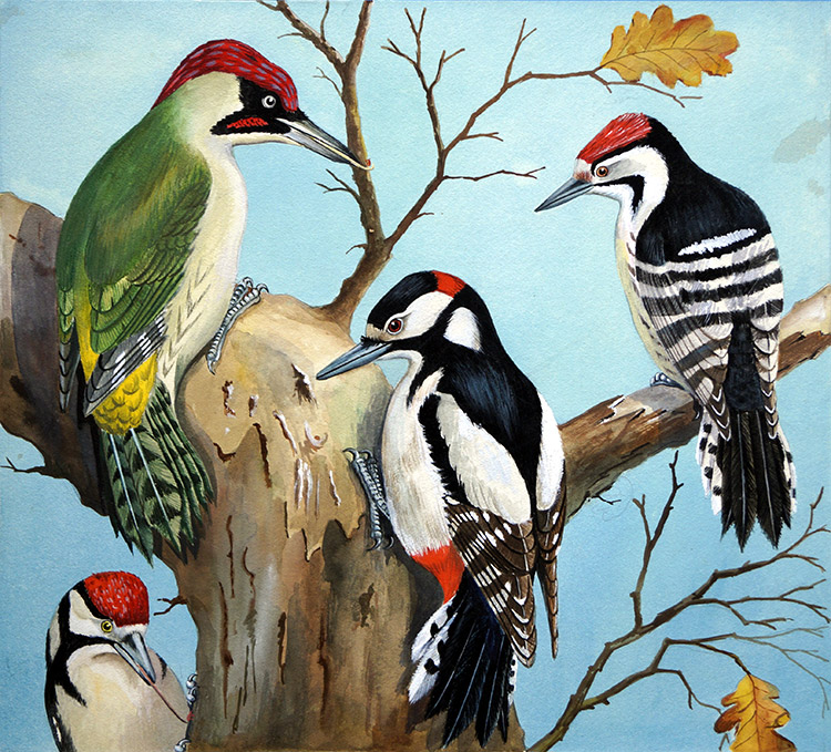Four Woodpeckers (Original) by John Rignall at The Illustration Art Gallery