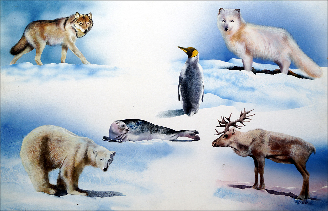 Animals From Opposite Ends of the Earth (Original) art by Rudolf Sablic Art at The Illustration Art Gallery