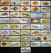 Natural History (Wildlife)